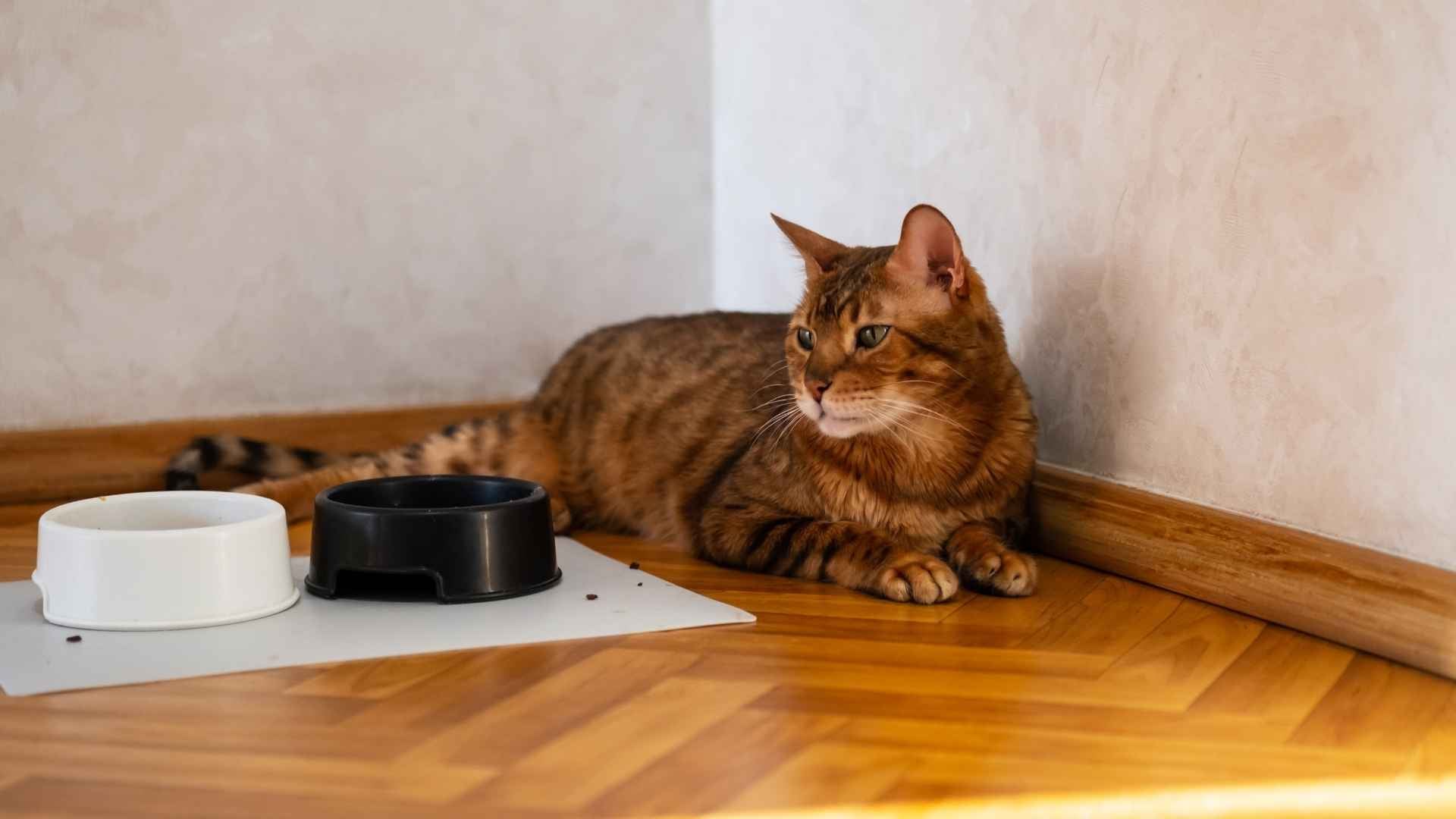 Gato al lado de su comedero habitual